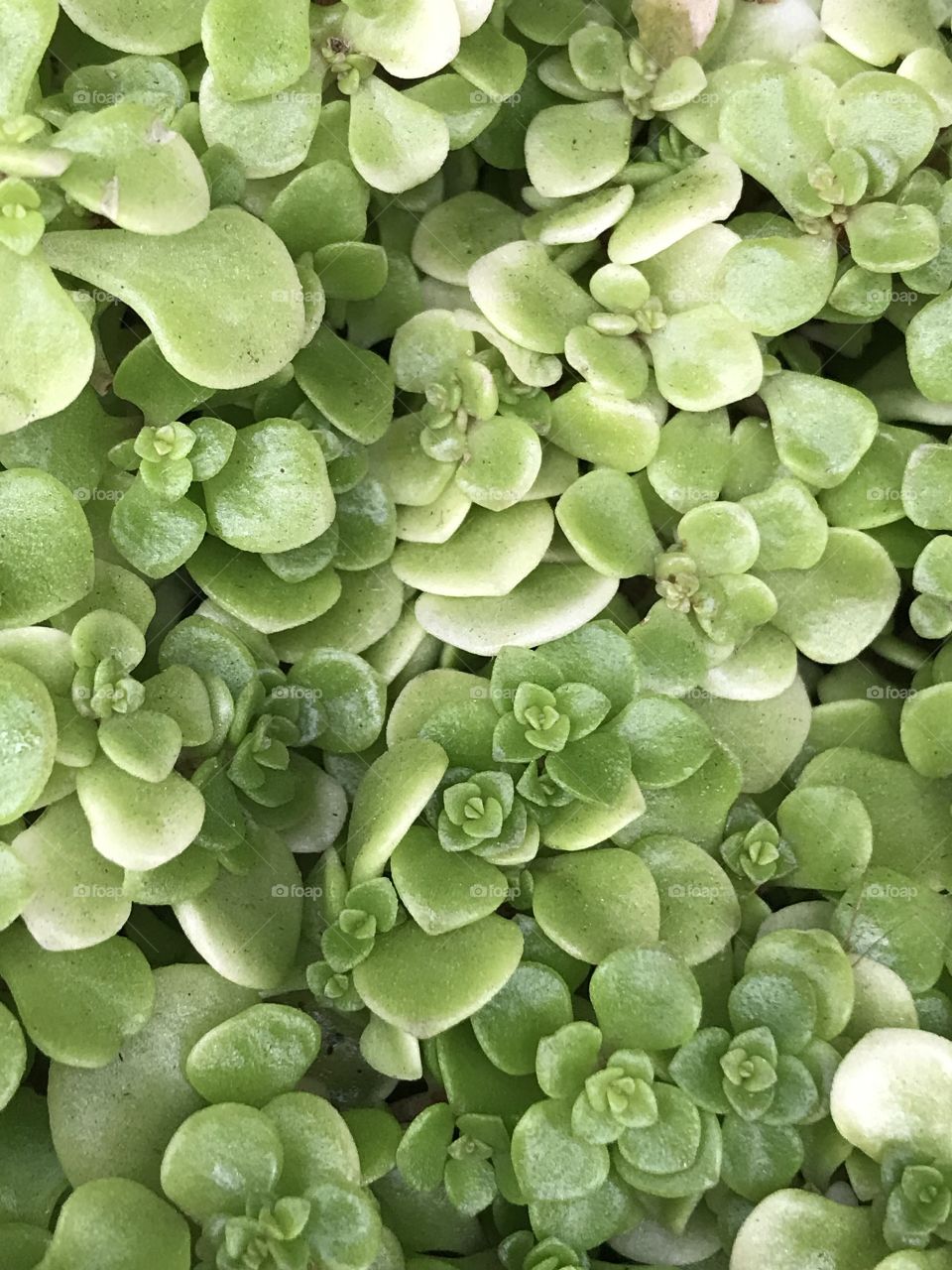 Green flora