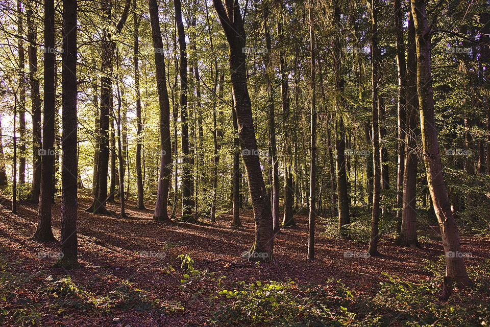 Autumn light through forest