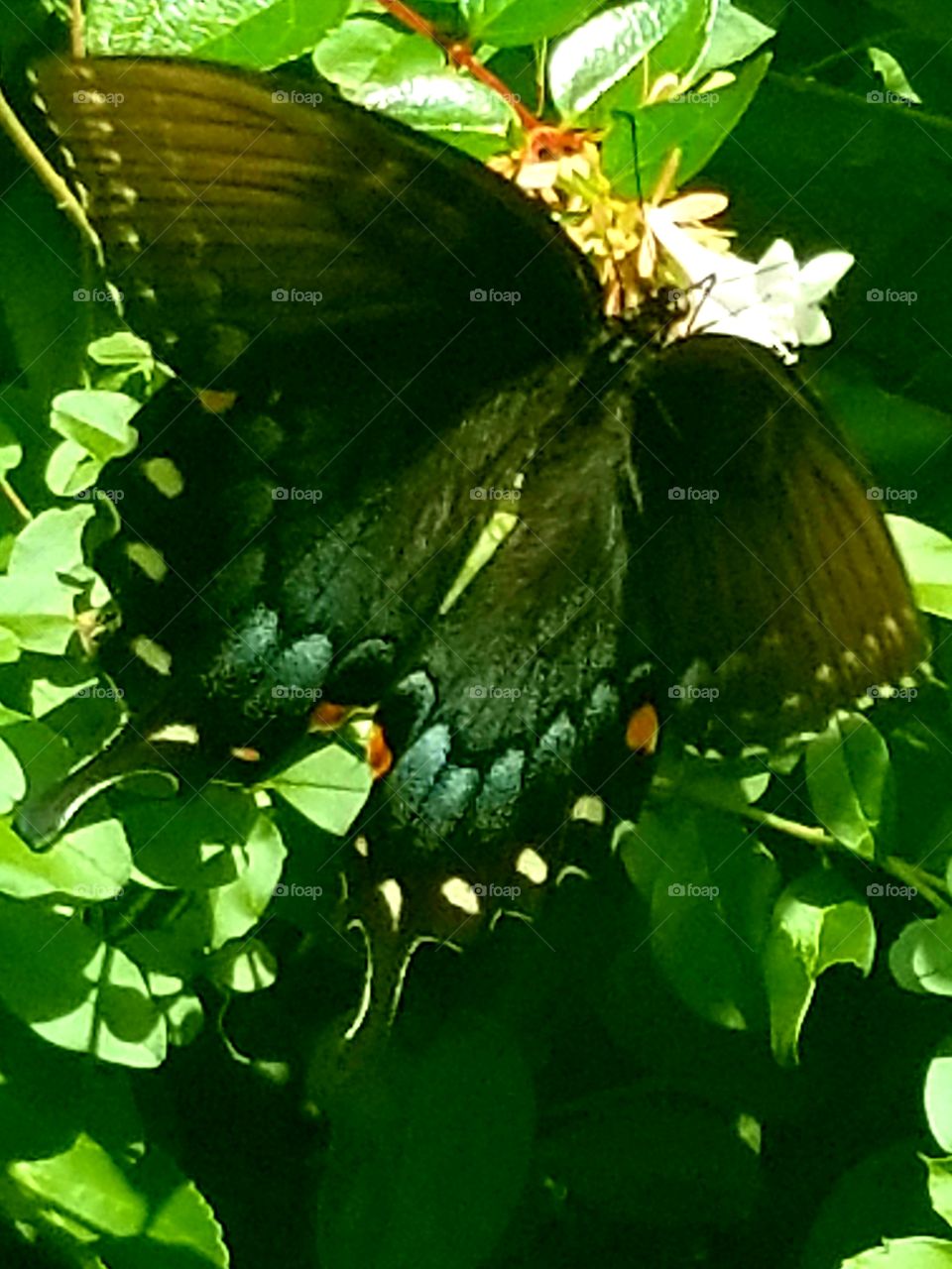 butterfly chillin