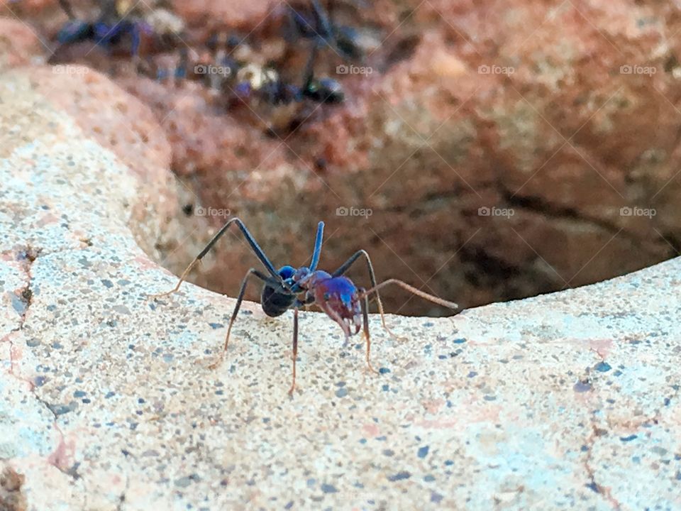 Closeup large colourful ant on edge of hole 