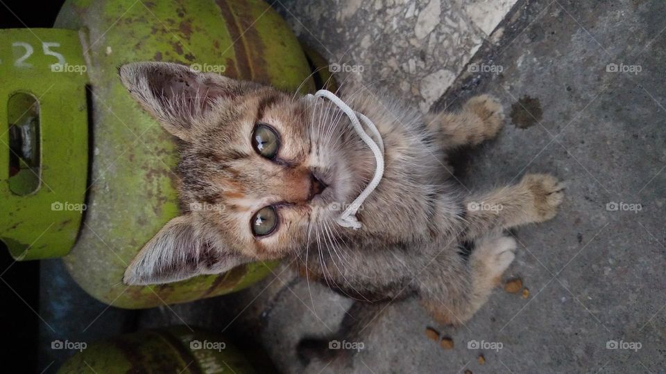 The cute kitten is sitting on the terrace