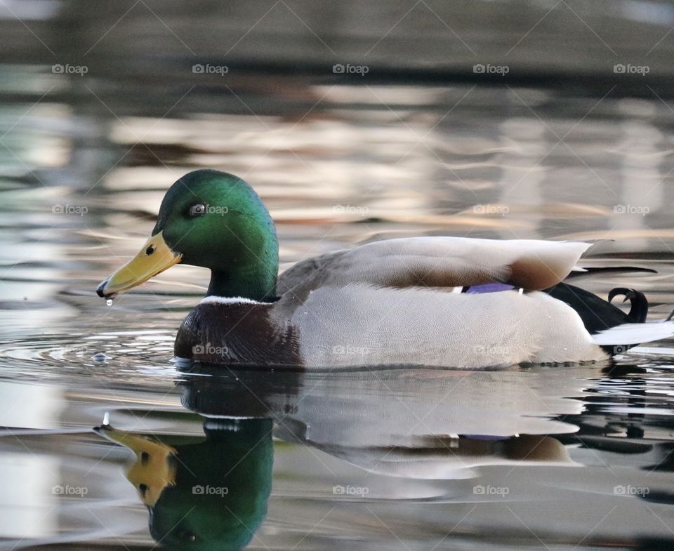 Mallard duck swimming with reflection in water 