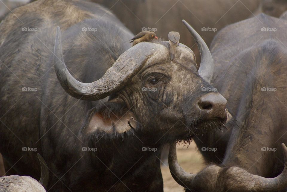 Buffalo covered in ox peckers 