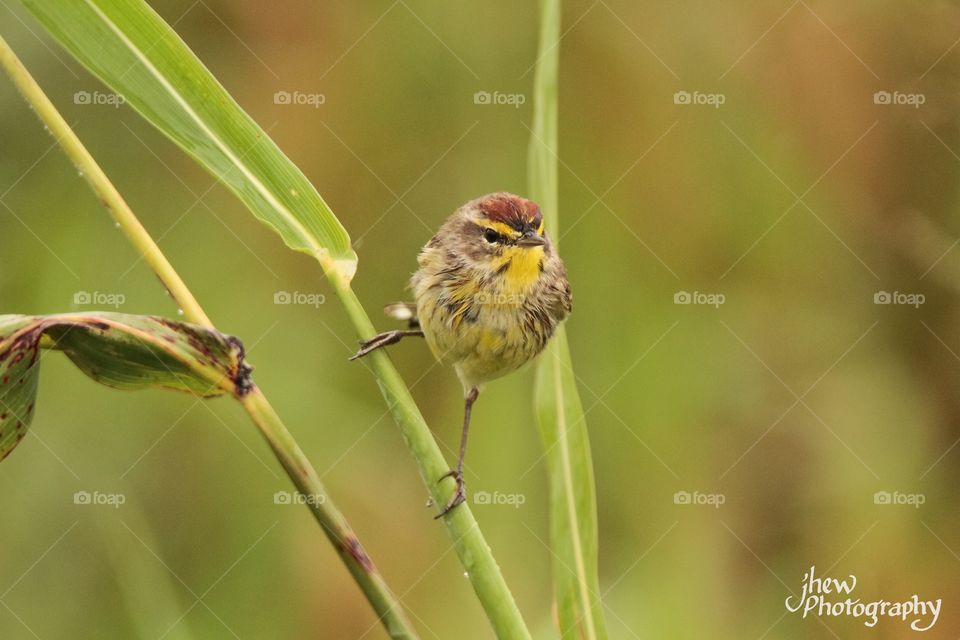 Palm Warbler Hanging Out