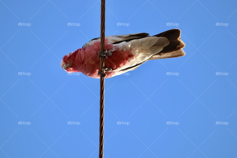 Pink Galah cockatoo high on an electric wire looking down, minimalistic, space for text copy, conceptual as the term Galah is also used for idiot or fool