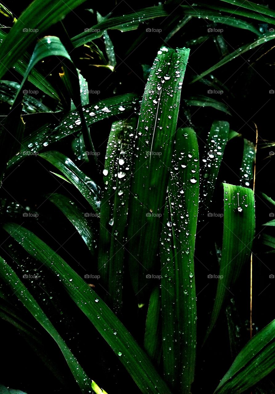 water drops on the green leaves