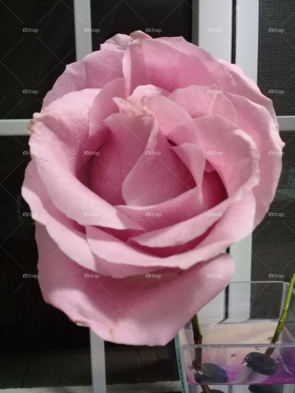 Flores muito bonitas, passando pela timeline a fim de deixar tudo mais cor-de-rosa e cativante!