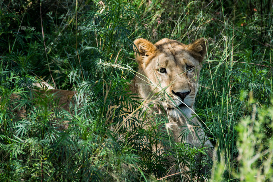 Lioness South Africa 