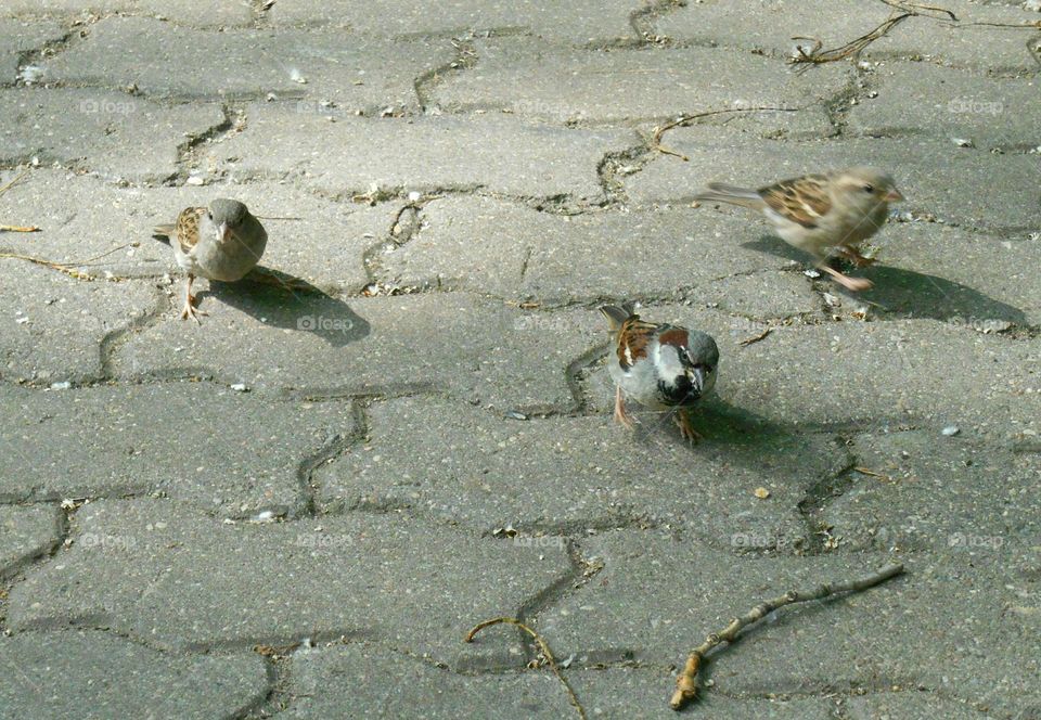 Bird, No Person, Wildlife, Nature, Animal