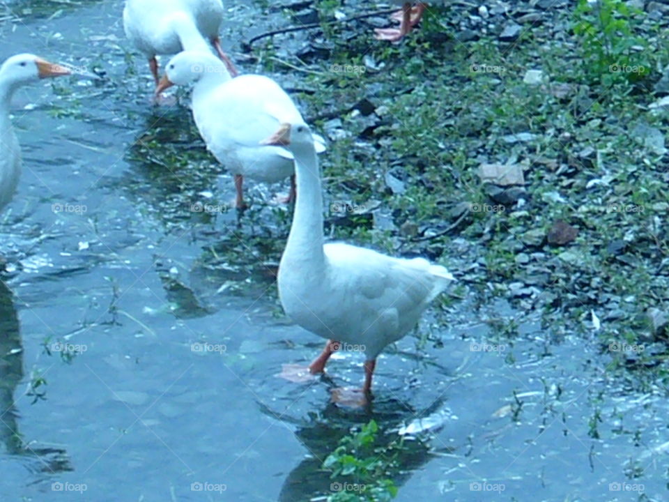 swan group enjoying