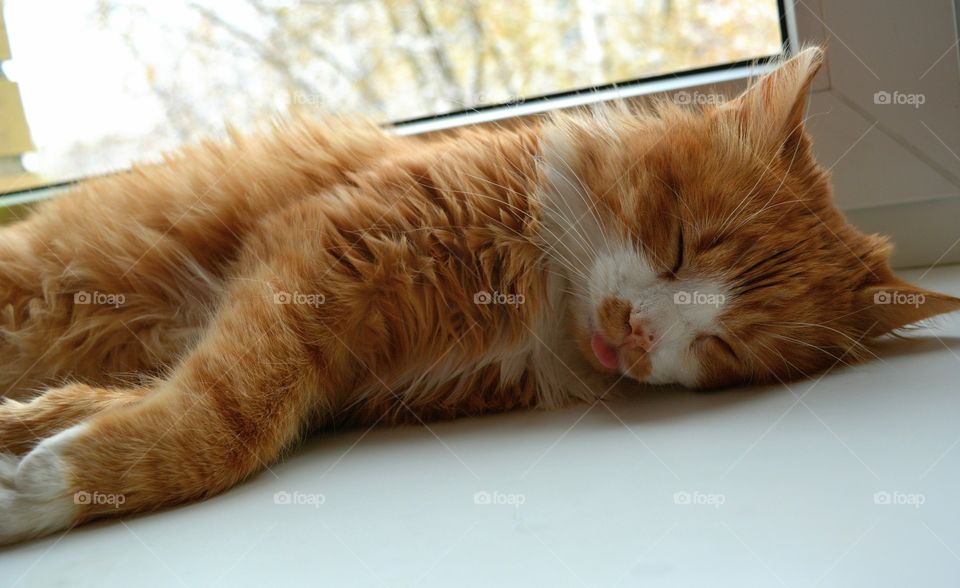 fun ginger cat pet sleep on a window home