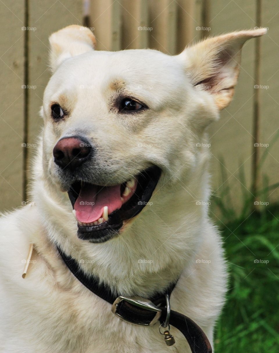 Close-up of dog with lease in neck