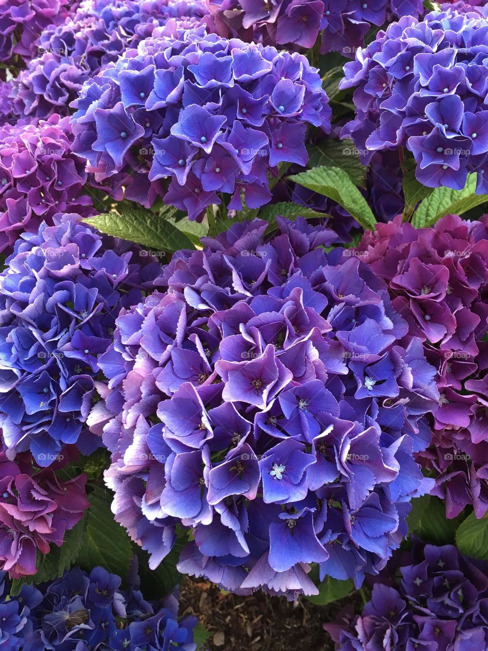 Hydrangea in the garden