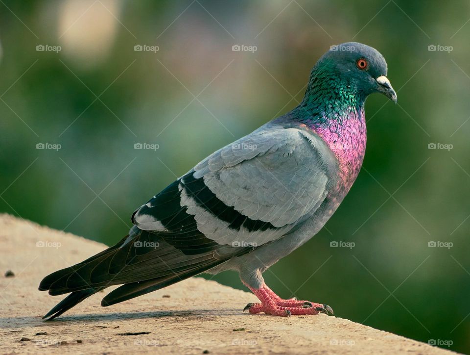 Bird photography  - Dove  perching