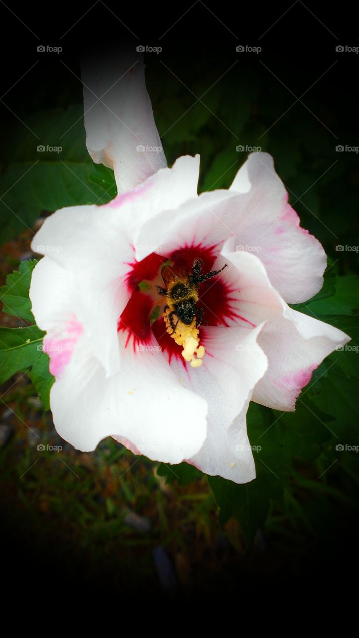 Bee Flower 2 
