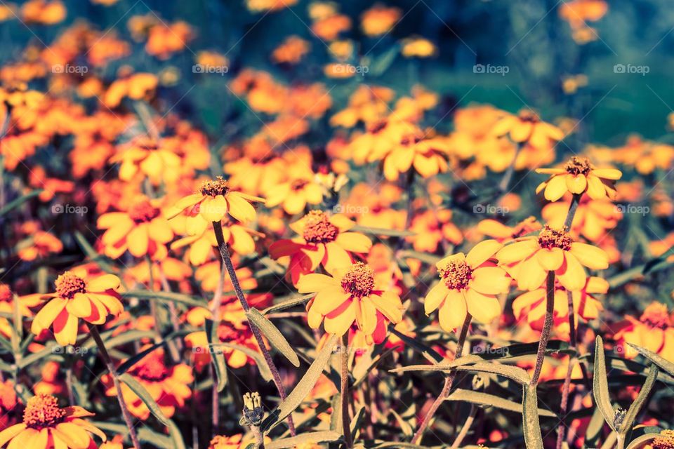 Flowers in the garden