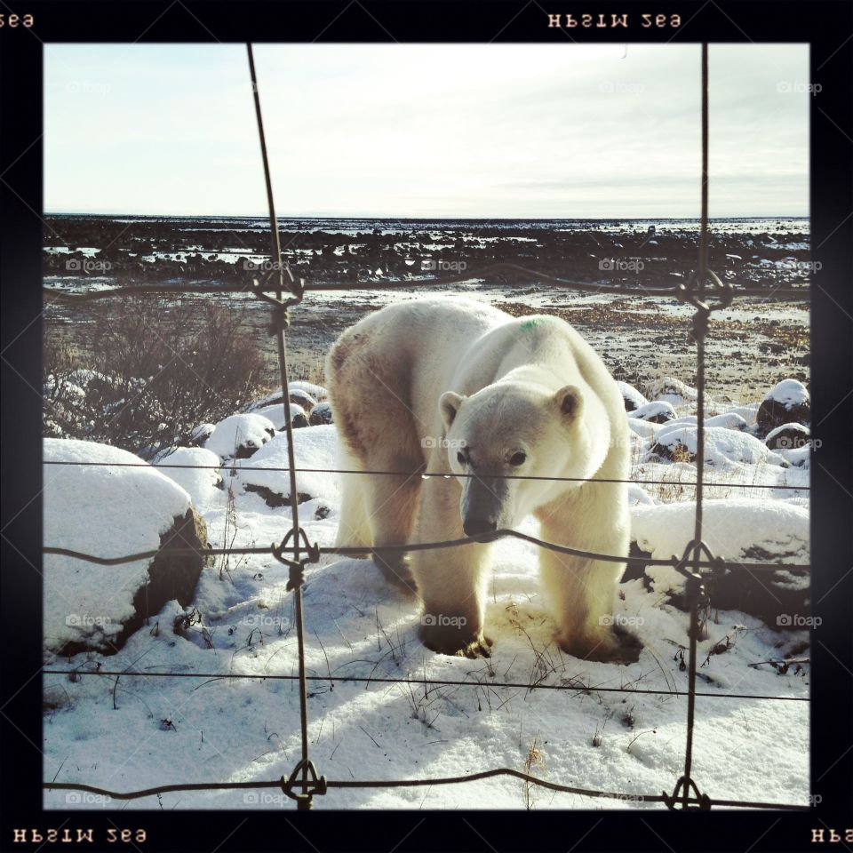 A polar bear approaches Seal River Lodge in Manitoba.