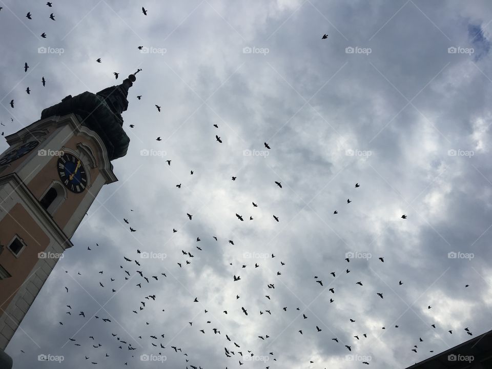 Birds in the sky
church in grieskirchen