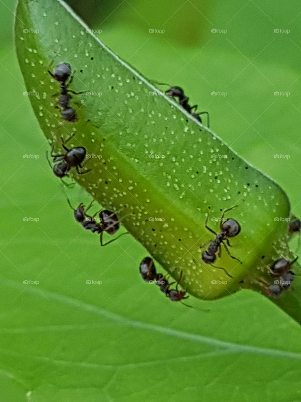 Teamwork of Ants.