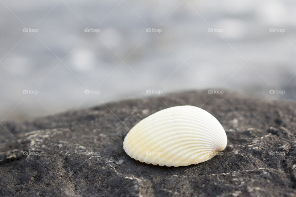 White Yellow sea shell on the rocks by the sea 
