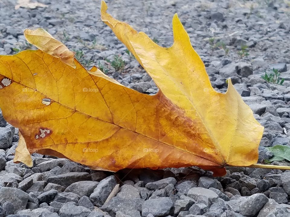Maple leaf turning