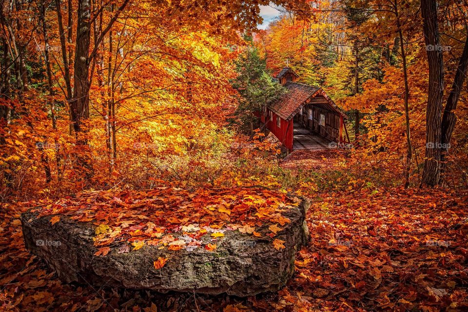 Beautiful red autumn leaves