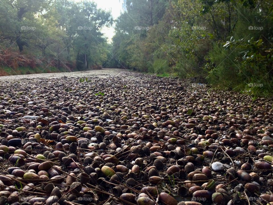 Acorns on the path