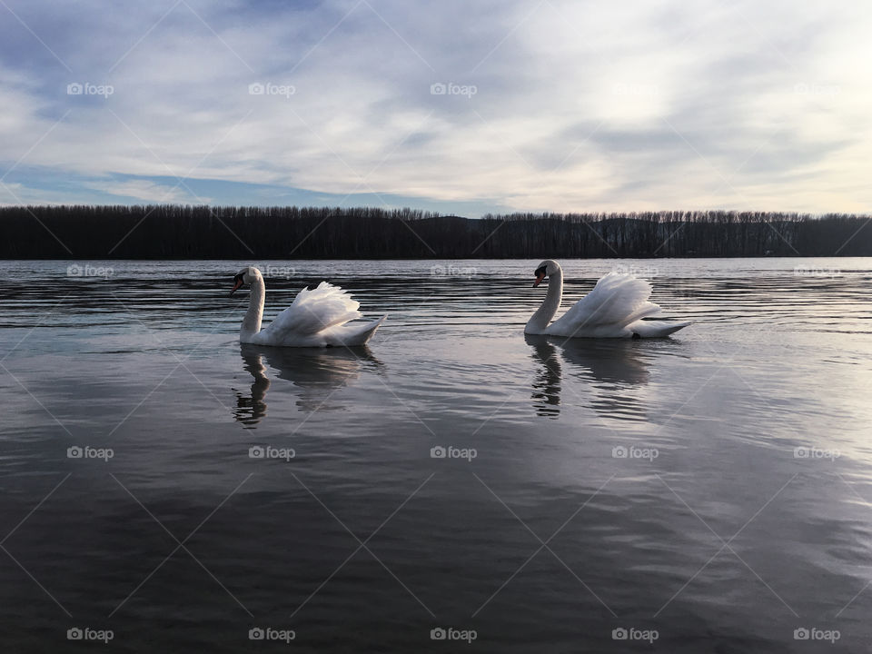 Swaningly swans