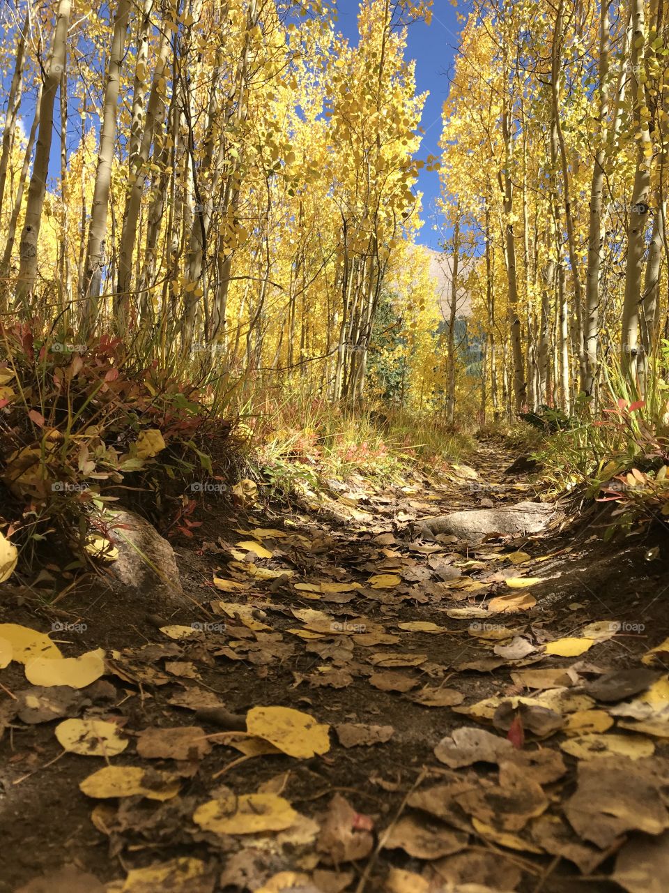 Aspen groove in the fall 