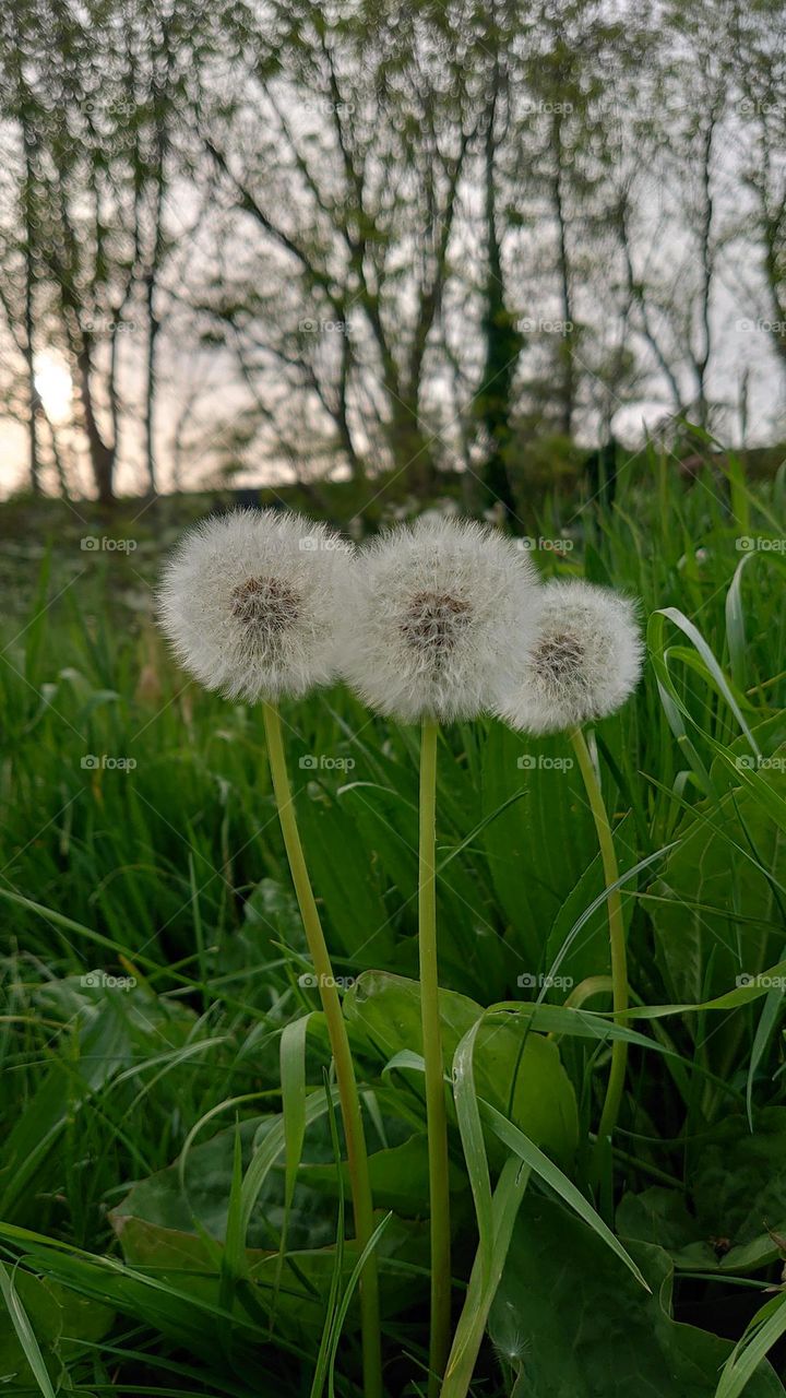 Three Dandelions