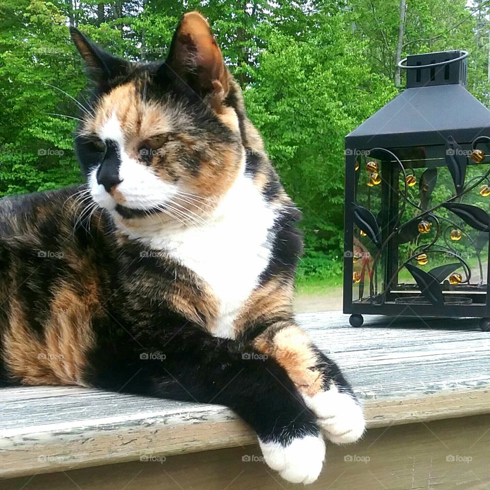 Samantha, our 16 year old calico