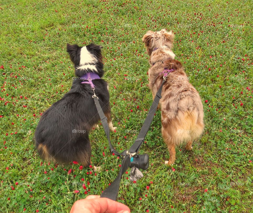 Two Miniature Australian Shepherds on a walk through the springtime clover.