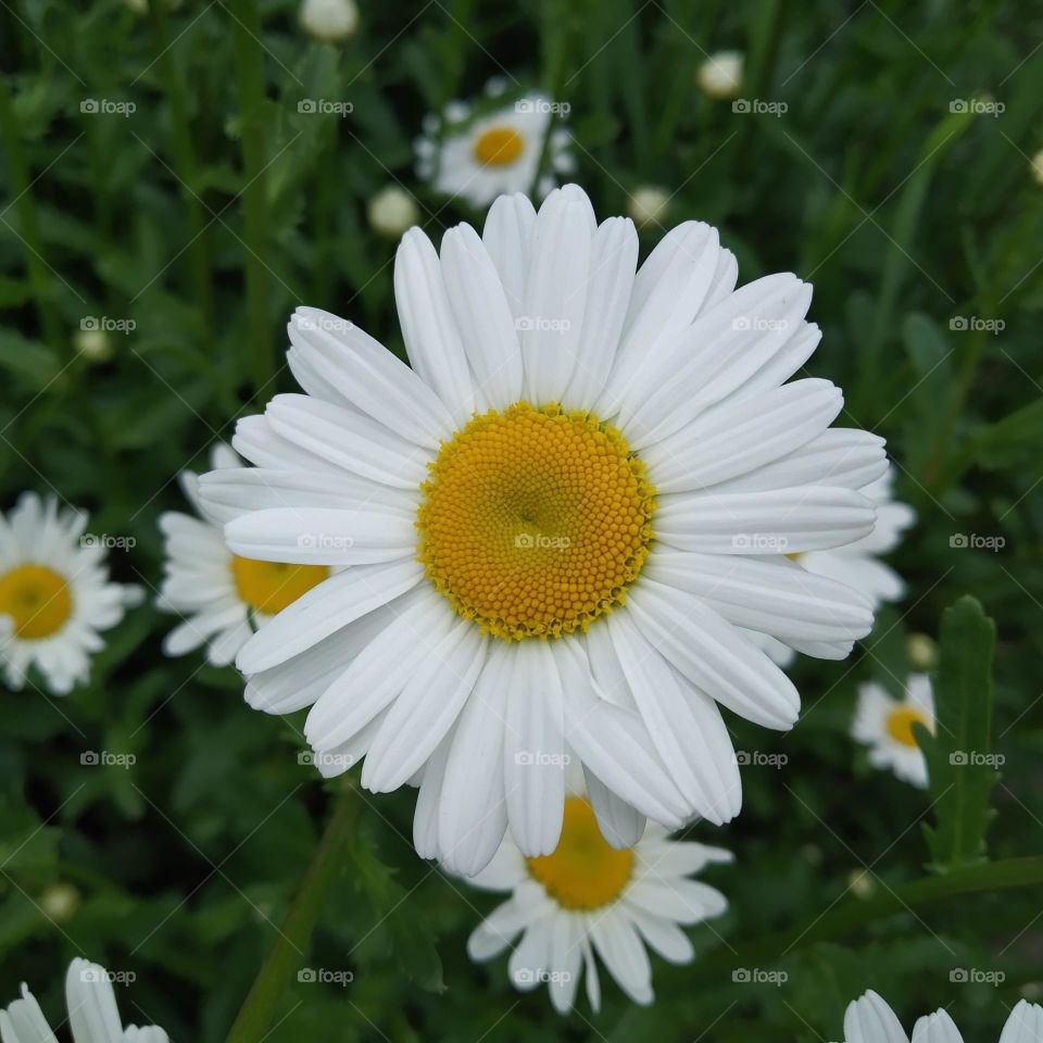 Camomile