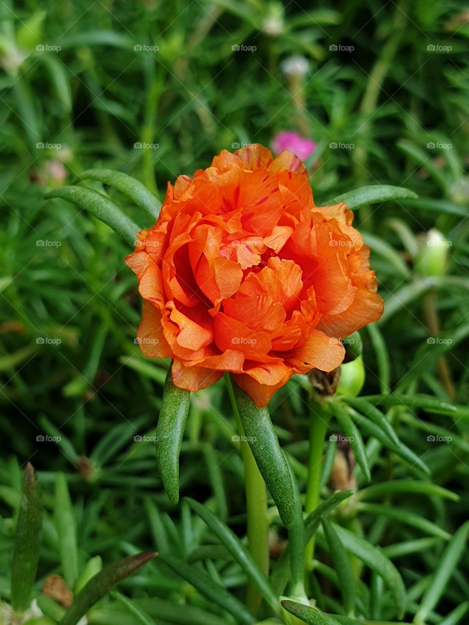 my beautiful Portulaca grandiflora