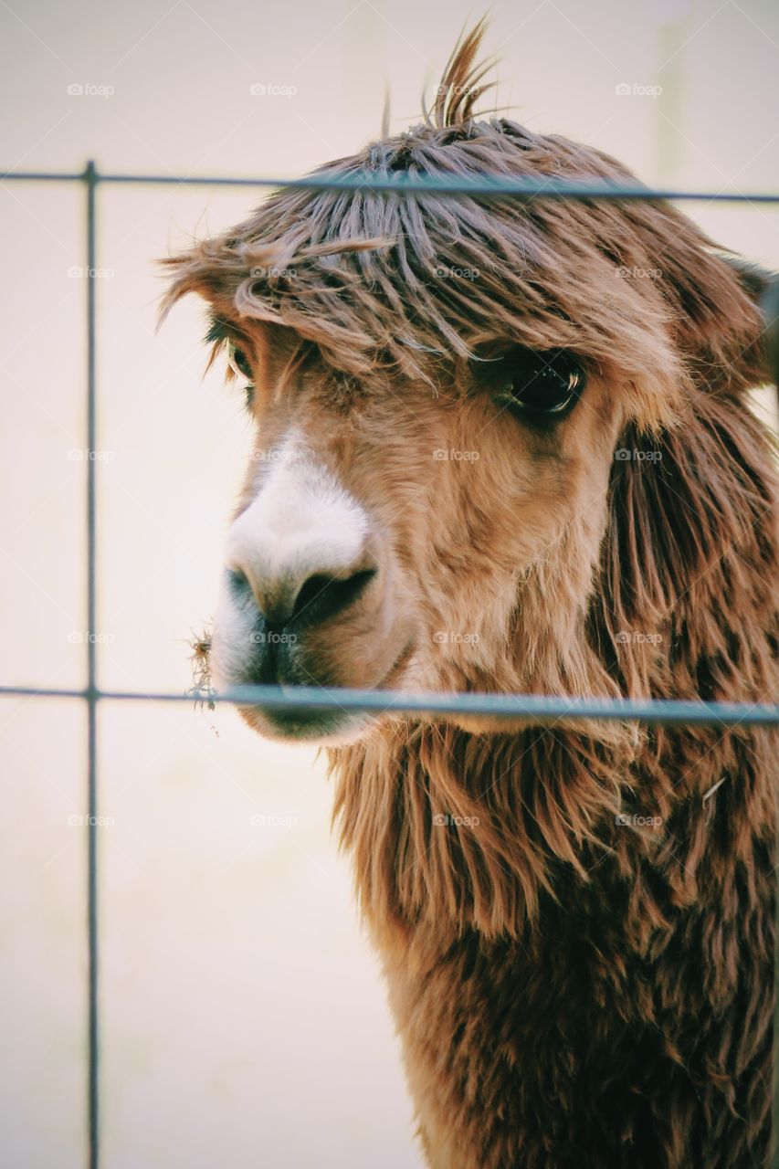 friendly Alpaca