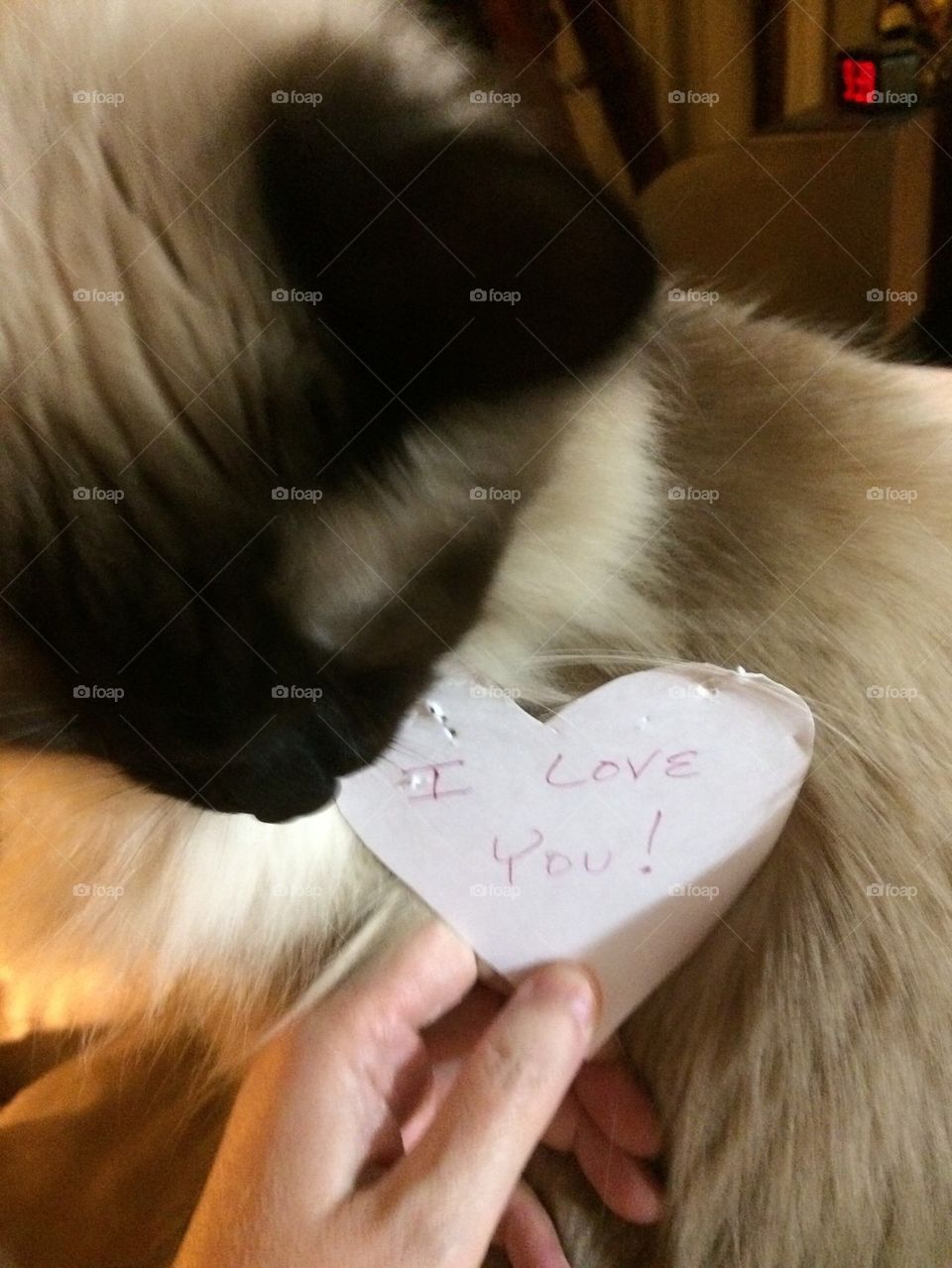 Kitty Love You