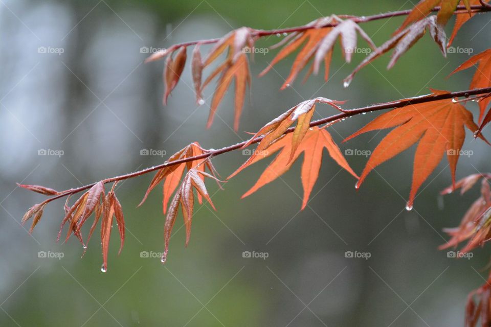 Japanese Maple tree in the rain