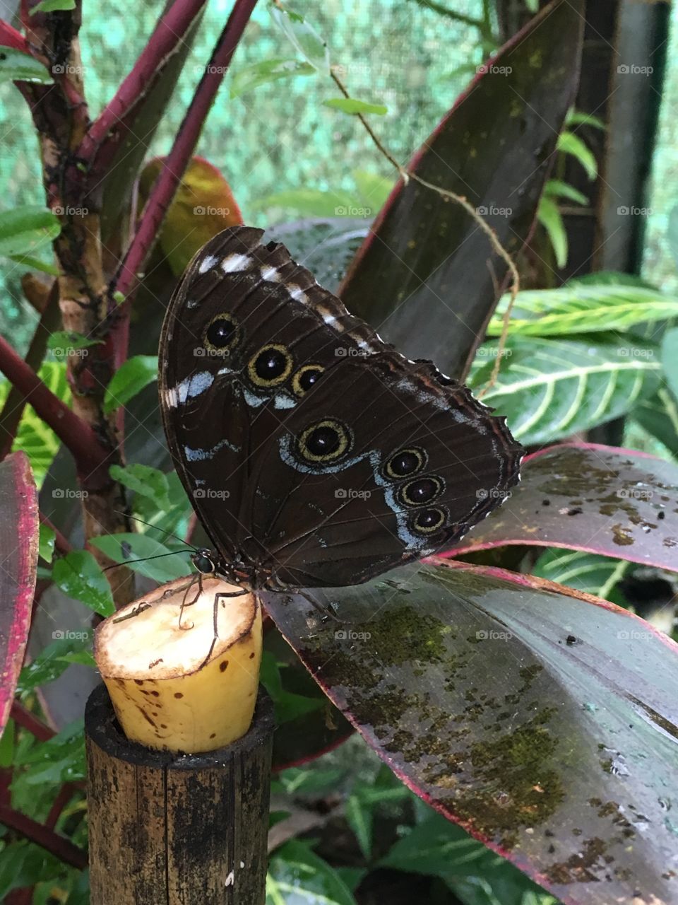 French guyana, butterfly at insect muséum