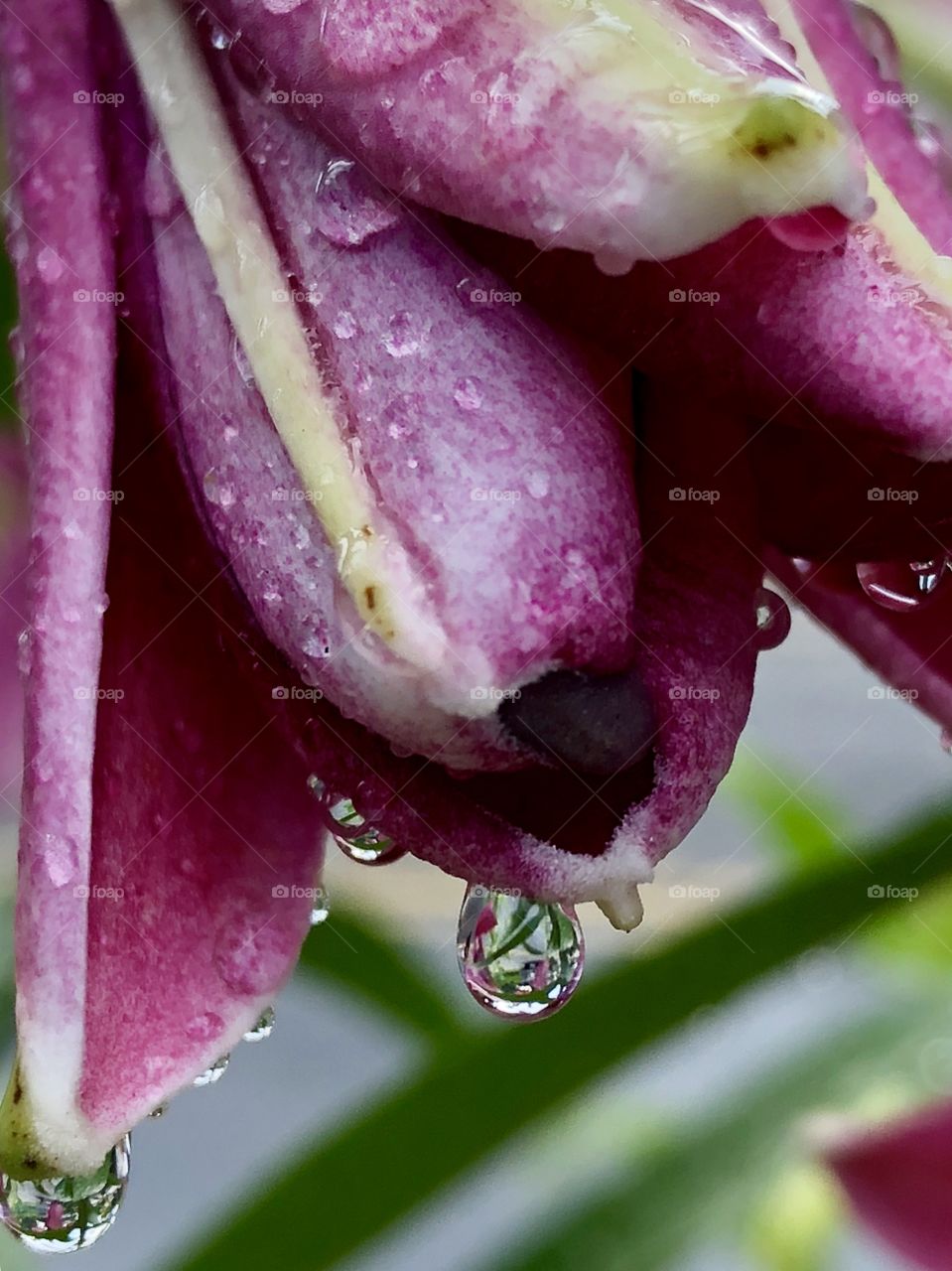 Raindrop reflections after the storm, beauty and peace within their liquid form. 