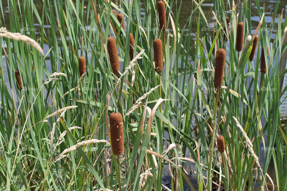 group of cattails along a river