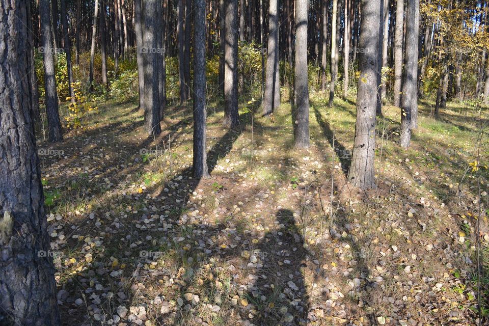 forest in sunlight and shadows autumn time