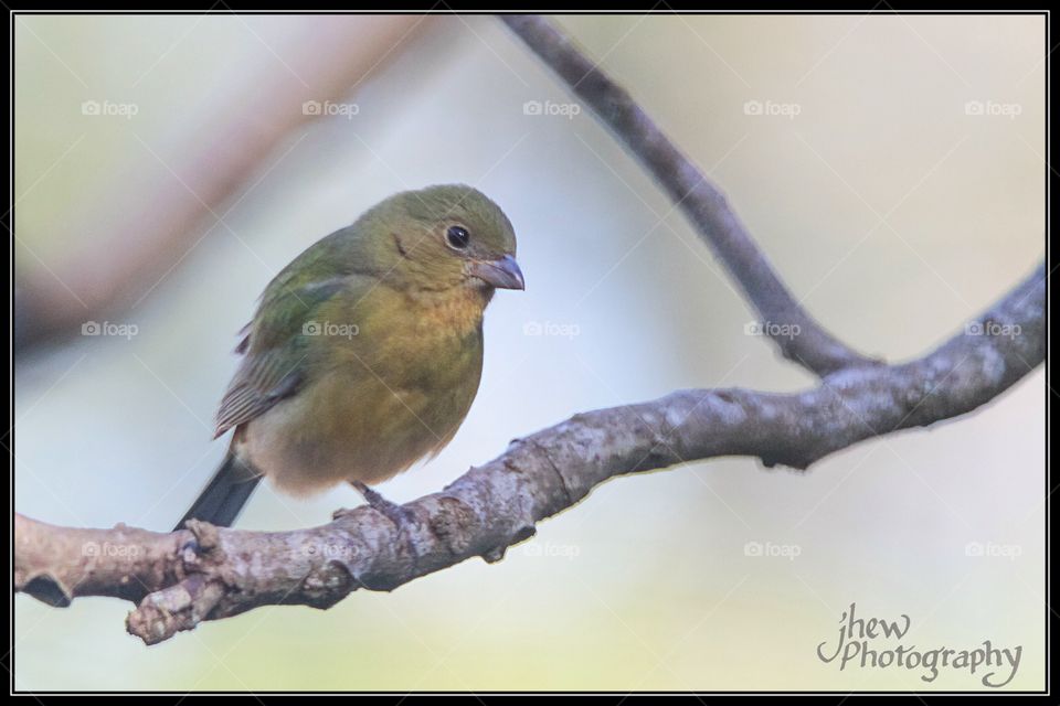 Female Painted Bunting