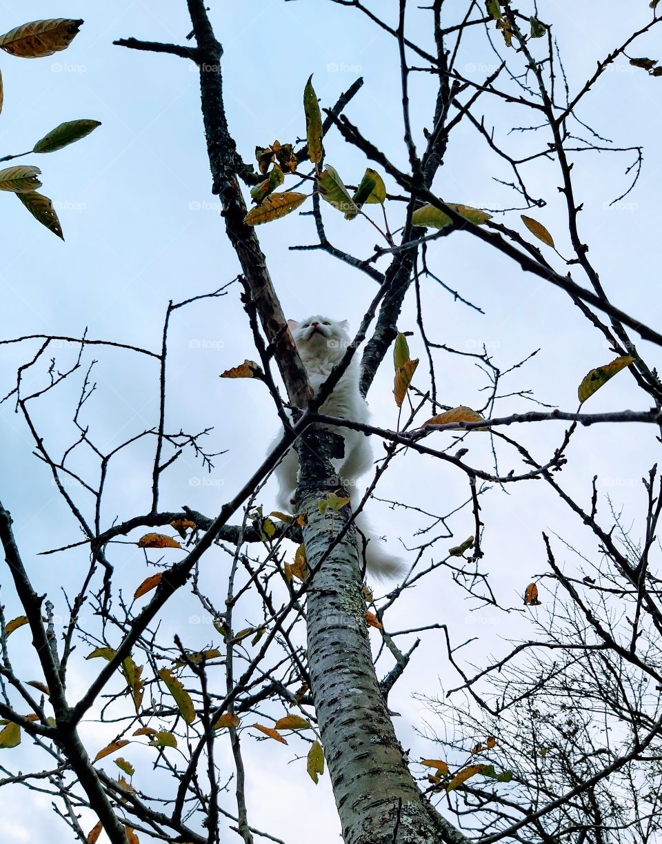 My cat in the tree