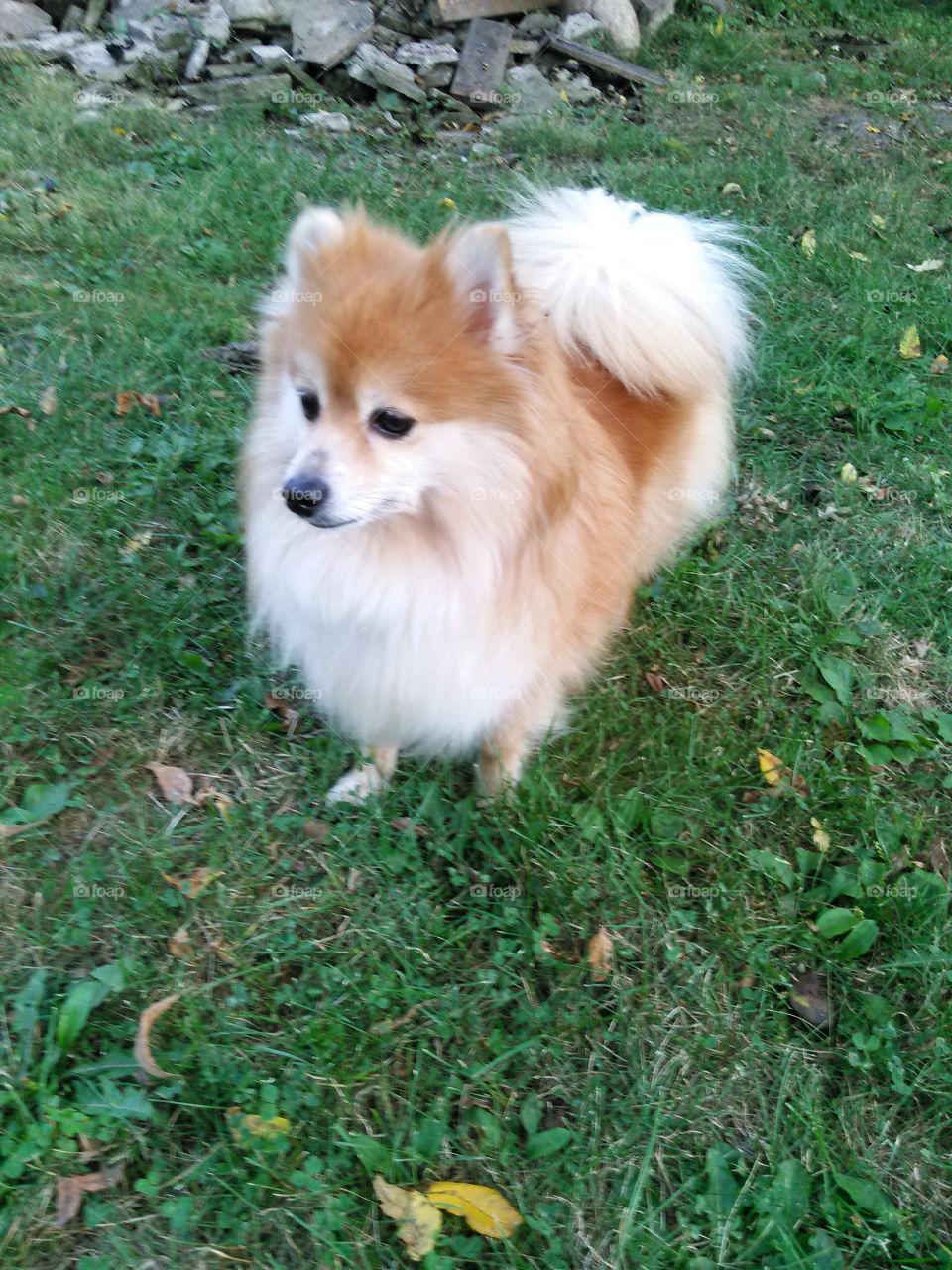 fluffy little dog. small fluffy dog standing outside in the grass