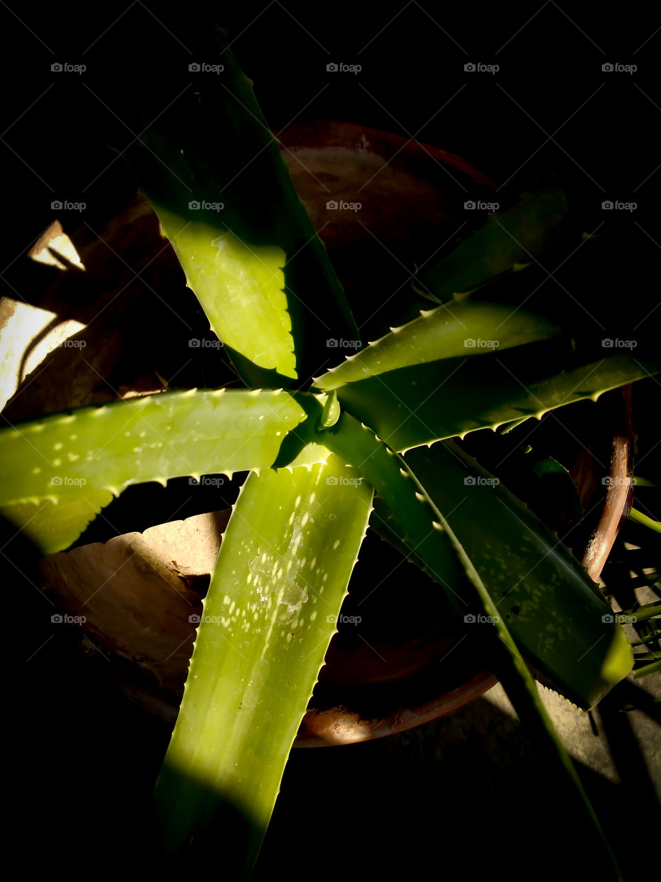 Title- Spreading Memories
Description- Sunlight on Aloe vera Plant
Location- West Bengal,India