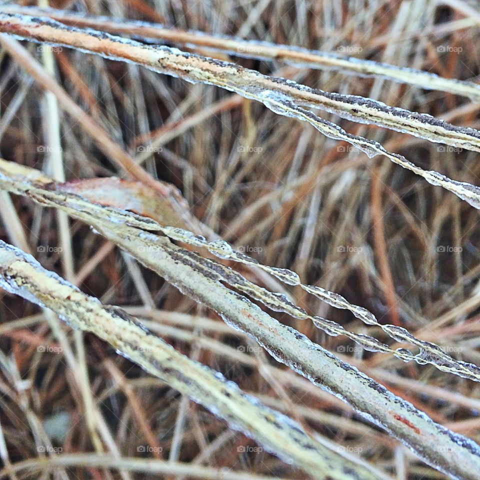 Cold Grass