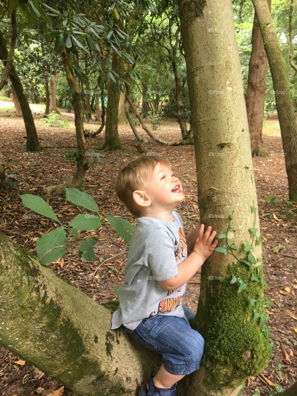 Boy in tree looking up
