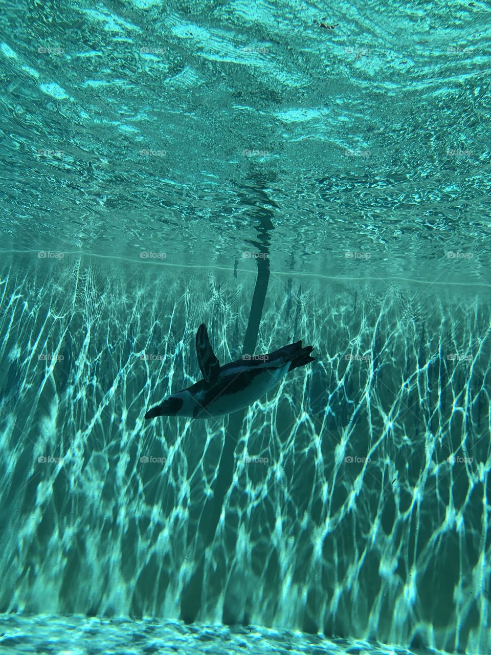 Underwater photo of a beautiful penguin swimming around in the pool at the Toronto Zoo