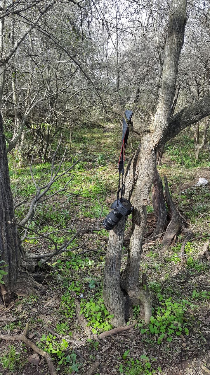 camera hanging from a tree