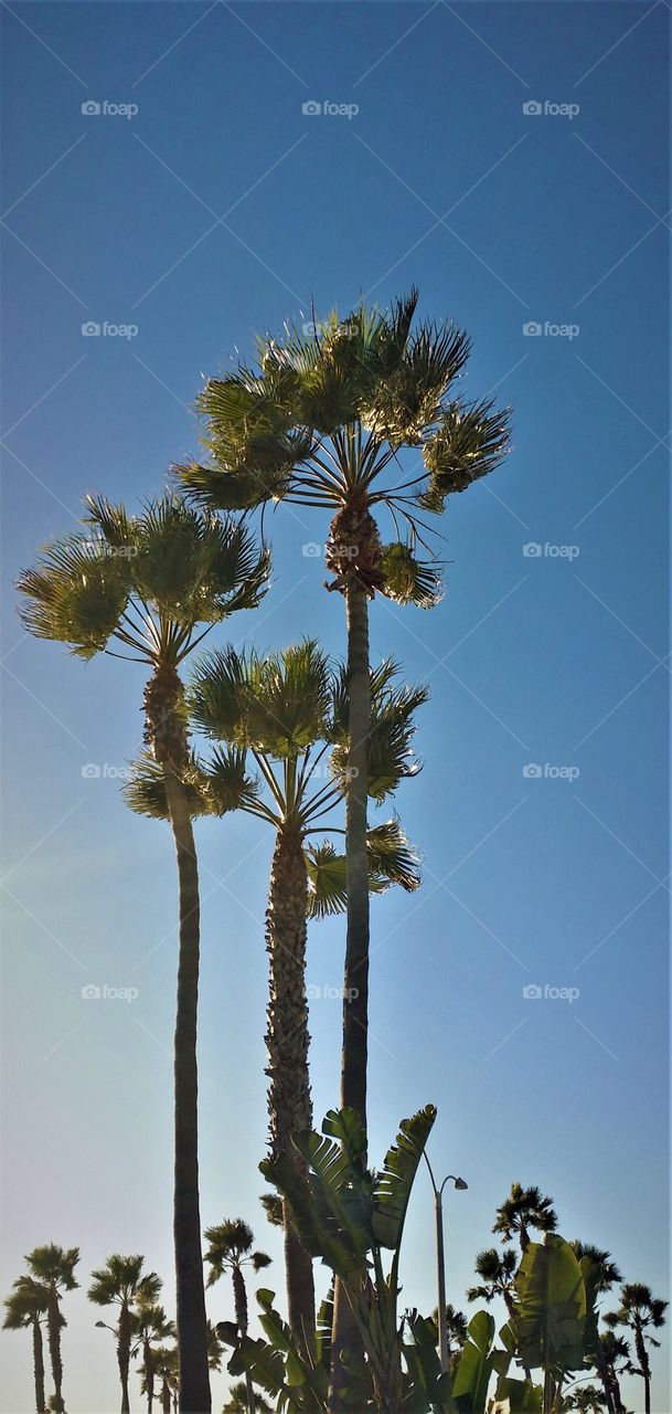 Palm Trees, Newport, California